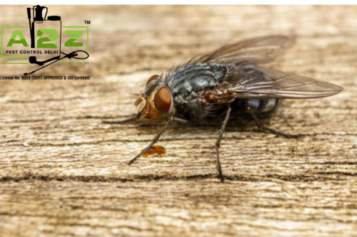 Fly Pest Control Services